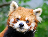 Picho Panda